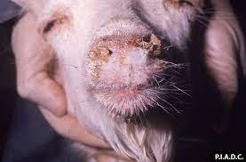Sheep And Goat Pox Disease Images Cfsph
