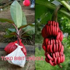 Bibit jambu air yang sudah dicangkok kurang lebih 3 bulan akan lebih mudah tumbuh dalam media pot. K7i Bibit Jenis Super Tanaman Buah Pisang Merah Asli Okulasi Indukan Terbaik Cepat Tumbuh Berbuah Shopee Indonesia