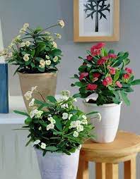 Maybe you would like to learn more about one of these? 13 Indoor Plants With White Flowers Balcony Garden Web