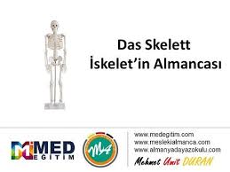 With kate hudson, gena rowlands, john hurt, peter sarsgaard. Iskeletin Almancasi Das Skelett Mesleki Almanca Dersleri Doktorlar Icin Almanca Almanca Mesleki Terimler