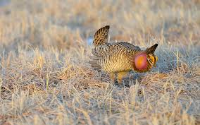 Image result for Phyllanthus taylorianus