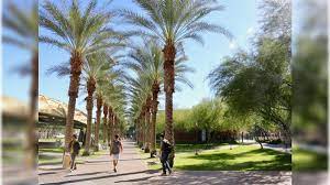 The most popular varieties of palm trees are pygmy date palm, pindo palm tree, triangle palm plant, mediterranean dwarf palm, mazari palm, dwarf majesty palm tree, christmas palm tree, bottle palm tree, canary palm tree, sylvester palm, chinese fan palm, palmetto palm tree, and mexican palm tree. Are Palm Trees Native To Arizona Weather Blog Azfamily Com