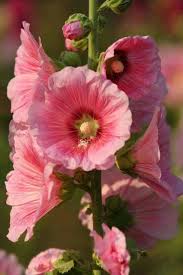 Hollyhocks Hollyhock Flowers Delphinium