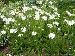 Hlavac Kavkazsky Perfecta Alba Scabiosa Caucasica About Garden Plants Trees To Plant Planting Flowers