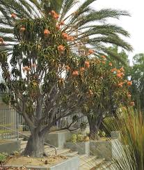 Image result for Aloidendron tongaense