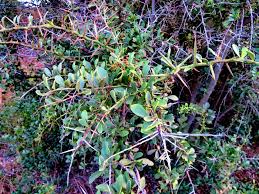 Image result for Gymnosporia buxifolia