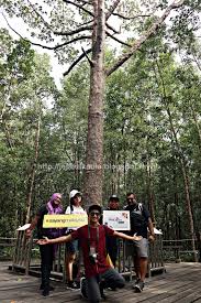 Kepiting tasmania raksasa merupakan spesies terbesar ke dua di dunia dalam hal massa tubuh. Hutan Bakau Kedua Terbesar