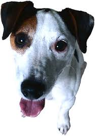 Short Love Poems For The Family Dog Cute Love Poems Rajesh1128
