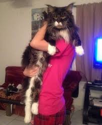 This picture shows him at about 2 years of age. 21 Majestic Maine Coon Cats That Will Show You Who S The Boss