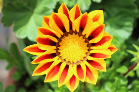 Die blütenfarben variieren in den farben wie gelb, orange, rosa, rot und weiss. Gazanie Gazania Aussaat Pflege Und Uberwintern Von Mittagsgold
