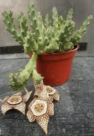 Image result for Orbea variegata