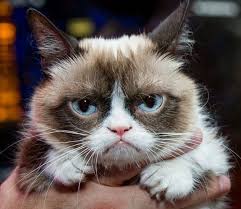 R I P Grumpy Cat Grumpy Cat Crazy Cats Animals