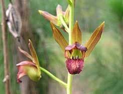 Image result for Eulophia elegans