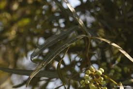 Image result for Searsia lancea