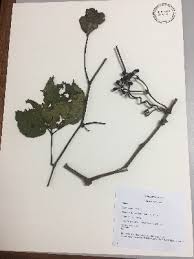 Image result for Cissus aralioides