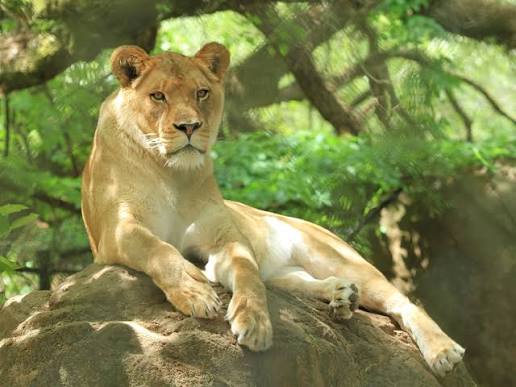 African Lion | Alexandria Zoo