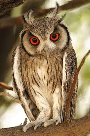 White Bird With Big Eyes Southern White Faced Owl Animals Animals Wild Owl Pictures