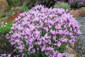 Gardening Getting Excited About Perennials Canberra Citynews Perennials Violet Flower Horticulturist