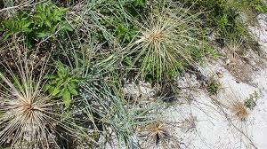 Salah satunya adalah rumput grinting (cynodon dactilon). Tanaman Rumput Lari Lari Pengikat Pasir Yang Handal Greeners Co