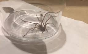 Woman bit by venomous spider discovers dozens more in her apartment: Spider With Massive Fangs Found In Home