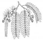 Image result for Brachystegia glaucescens