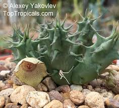 Image result for Huernia erectiloba