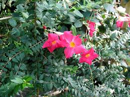 Image result for mandevilla obrázek