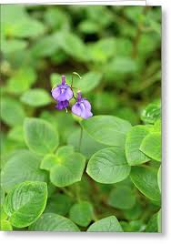 Image result for Streptocarpus glandulosissimus