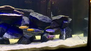 Top 10 Cichlids We Love To Keep In 29-Gallon Fish Tanks – Aquarium Co-Op