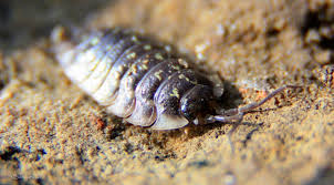 Kontrowersyjny przedsiębiorca, żywy mem czy zwykły skandalista? Five Steps From The Road 5 Krokow Od Szosy Stonoga Murowa