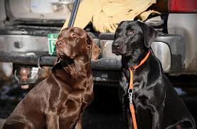 The team at colorado serenity labrador retriever works hard to bring you the best labrador retriever puppies colorado can produce. American Versus English Labradors Orvis News
