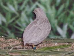 Button Quail Color Id