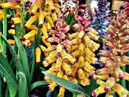 Image result for Kyllinga alba