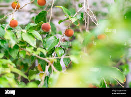 Image result for Dovyalis sp. A