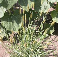 Image result for Setaria pumila