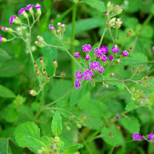 Image result for Vernonia cinerea