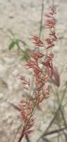 Image result for Melinis repens