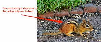 One home will be a plunge hole, for taking cover fast, another hole for the main entrance and a third hole plugged up to. How To Get Rid Of Chipmunks The Definitive Guide