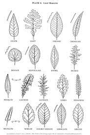 tree identification flashcards google search pflanzenzeichnung blattzeichnung botanische zeichnung music note