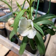 Image result for Trochomeria polymorpha