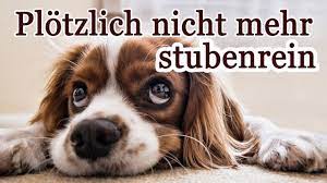 Aber hunde machen das nicht auch rache oder eifersucht, wie viele hundehalter annehmen. Mein Hund Pinkelt Ins Bett Die 5 Haufigsten Ursachen Tipps