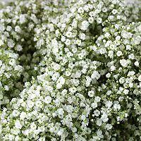 53 76 Gypsophila Million Star 6 Bunches Sam S Club Artificial Flower Bouquet Gypsophila Sams Club Flowers