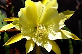 Maybe you would like to learn more about one of these? Out About San Diego With Jim Frimmer Your Mission Valley Realtor The Epiphyllum House At The San Diego Wild Animal Park