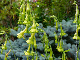 Image result for Nicolasia coronata