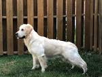 White Golden Retriever Puppies - Crystal Cream Goldens