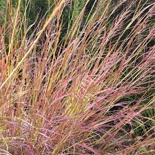 Image result for Bothriochloa bladhii