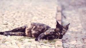 Read this guide about pregnancy symptoms, timeline, physical & behavior changes. Pregnant Cat Symptoms Petcarerx