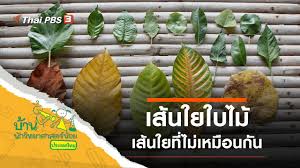 Thai pbs world รายการไทยพีบีเอส วันพฤหัสที่ 5 สิงหาคม พ.ศ. S5bnz0vxndgb8m