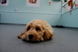 tuy dokmeyen minik kopek poodle kopek yavru kopek