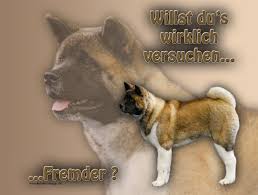 American akita is larger (approximately inches taller and 30 pounds heavier) than japanese akita. 4pfotenshop Hundewarnschilder Und Kratzfeste Autoaufkleber Mit Hundemotiven Hundeschilder Metallschilder Turschilder American Akita